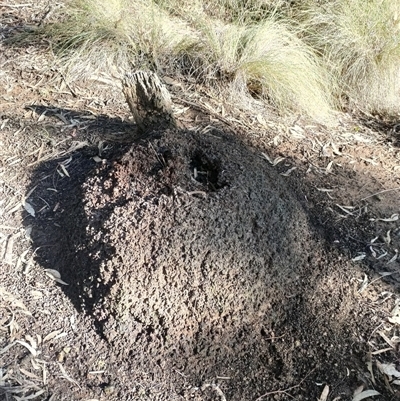 Nasutitermes exitiosus (Snouted termite, Gluegun termite) at Watson, ACT - 10 Jun 2024 by DonFletcher