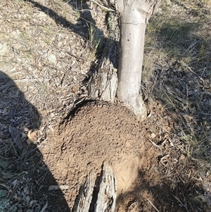 Nasutitermes exitiosus at Watson, ACT - suppressed