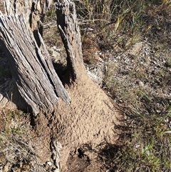 Nasutitermes exitiosus (Snouted termite, Gluegun termite) at Watson, ACT - 10 Jun 2024 by DonFletcher