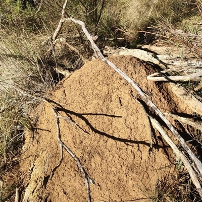 Nasutitermes exitiosus (Snouted termite, Gluegun termite) at Watson, ACT - 10 Jun 2024 by DonFletcher