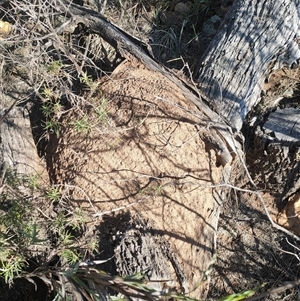 Nasutitermes exitiosus at Watson, ACT - 10 Jun 2024