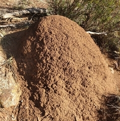 Nasutitermes exitiosus (Snouted termite, Gluegun termite) at Watson, ACT - 10 Jun 2024 by DonFletcher