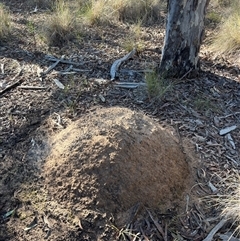 Nasutitermes exitiosus (Snouted termite, Gluegun termite) at Bruce, ACT - 10 Jun 2024 by DonFletcher