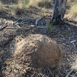 Nasutitermes exitiosus at Bruce, ACT - suppressed