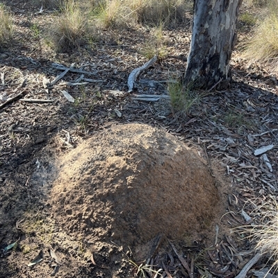 Nasutitermes exitiosus (Snouted termite, Gluegun termite) at Bruce, ACT - 10 Jun 2024 by DonFletcher