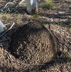 Nasutitermes exitiosus (Snouted termite, Gluegun termite) at Bruce, ACT - 10 Jun 2024 by DonFletcher