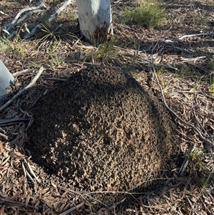 Nasutitermes exitiosus at Bruce, ACT - 10 Jun 2024