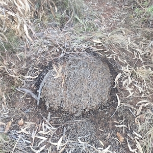 Nasutitermes exitiosus at Watson, ACT - 10 Jun 2024