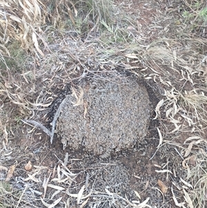 Nasutitermes exitiosus at Watson, ACT - suppressed
