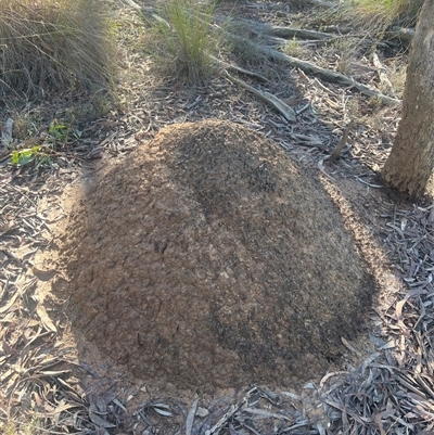 Nasutitermes exitiosus (Snouted termite, Gluegun termite) at Bruce, ACT - 10 Jun 2024 by DonFletcher