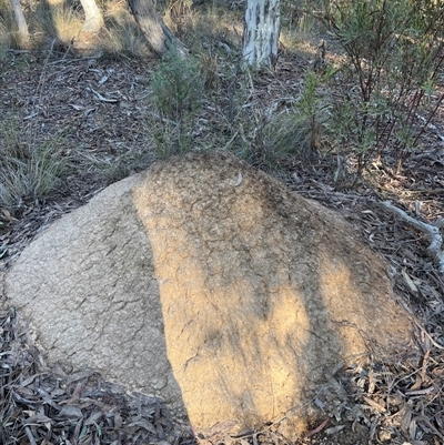 Nasutitermes exitiosus (Snouted termite, Gluegun termite) at Bruce, ACT - 10 Jun 2024 by DonFletcher