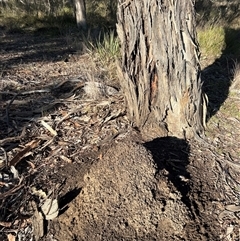 Nasutitermes exitiosus (Snouted termite, Gluegun termite) at Yarralumla, ACT - 10 Jun 2024 by DonFletcher