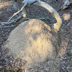 Nasutitermes exitiosus (Snouted termite, Gluegun termite) at Bruce, ACT - 10 Jun 2024 by DonFletcher