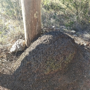 Nasutitermes exitiosus at Watson, ACT - suppressed