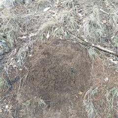 Nasutitermes exitiosus (Snouted termite, Gluegun termite) at Watson, ACT - 12 Jun 2024 by DonFletcher
