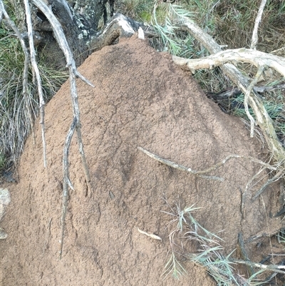 Nasutitermes exitiosus (Snouted termite, Gluegun termite) at Watson, ACT - 12 Jun 2024 by DonFletcher