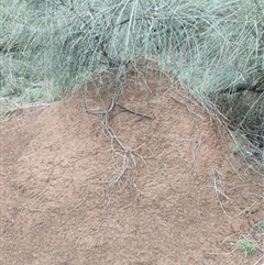 Nasutitermes exitiosus (Snouted termite, Gluegun termite) at Watson, ACT - 11 Jun 2024 by DonFletcher