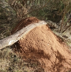 Nasutitermes exitiosus (Snouted termite, Gluegun termite) at Watson, ACT - 12 Jun 2024 by DonFletcher