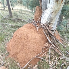 Coptotermes lacteus (Milk Termite) at Watson, ACT - 12 Jun 2024 by DonFletcher