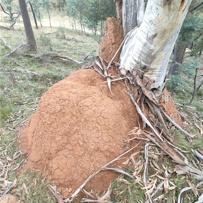 Coptotermes lacteus (Milk Termite) at Watson, ACT - 12 Jun 2024 by DonFletcher