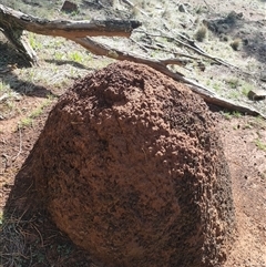 Nasutitermes exitiosus (Snouted termite, Gluegun termite) at Majura, ACT - 12 Jun 2024 by DonFletcher