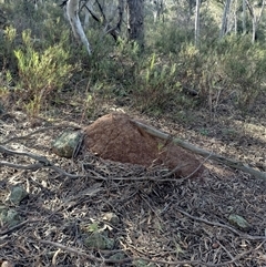 Nasutitermes exitiosus (Snouted termite, Gluegun termite) at Campbell, ACT - 12 Jun 2024 by DonFletcher