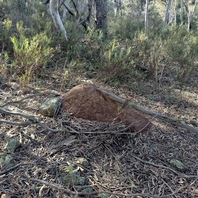 Nasutitermes exitiosus (Snouted termite, Gluegun termite) at Campbell, ACT - 12 Jun 2024 by DonFletcher