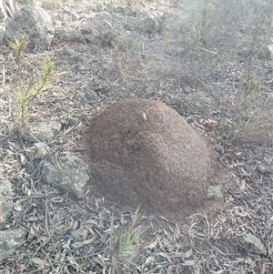 Nasutitermes exitiosus at Campbell, ACT - 12 Jun 2024