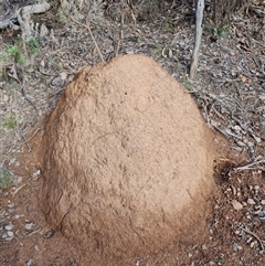 Nasutitermes exitiosus (Snouted termite, Gluegun termite) at Hackett, ACT - 12 Jun 2024 by DonFletcher