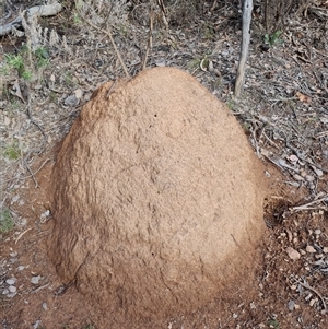 Nasutitermes exitiosus at Hackett, ACT - 12 Jun 2024