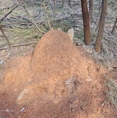 Nasutitermes exitiosus (Snouted termite, Gluegun termite) at Hackett, ACT - 12 Jun 2024 by DonFletcher