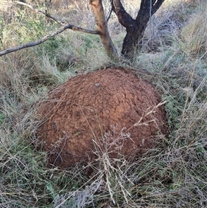 Nasutitermes exitiosus at Hackett, ACT - 12 Jun 2024