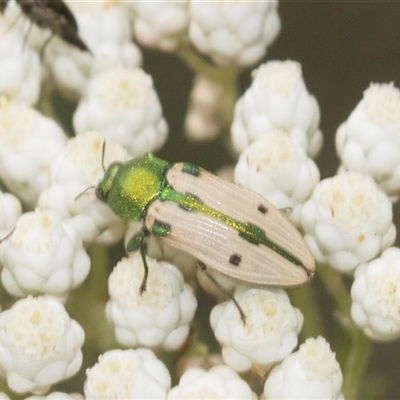 Castiarina sexguttata at Bungonia, NSW - 17 Nov 2024 by AlisonMilton