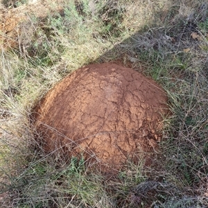 Nasutitermes exitiosus at Hackett, ACT - suppressed