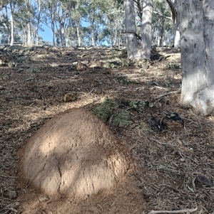 Nasutitermes exitiosus at Campbell, ACT - suppressed