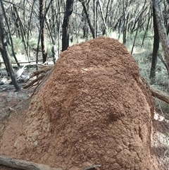 Coptotermes lacteus (Milk Termite) at Watson, ACT - 12 Jun 2024 by DonFletcher