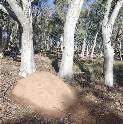 Nasutitermes exitiosus (Snouted termite, Gluegun termite) at Campbell, ACT - 12 Jun 2024 by DonFletcher