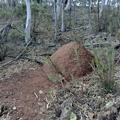 Nasutitermes exitiosus (Snouted termite, Gluegun termite) at Campbell, ACT - 12 Jun 2024 by DonFletcher