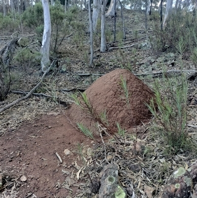 Nasutitermes exitiosus (Snouted termite, Gluegun termite) at Campbell, ACT - 12 Jun 2024 by DonFletcher