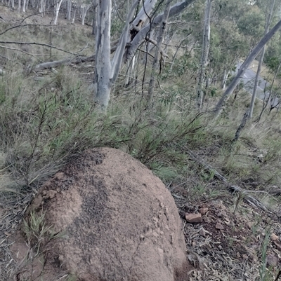 Nasutitermes exitiosus (Snouted termite, Gluegun termite) at Campbell, ACT - 12 Jun 2024 by DonFletcher