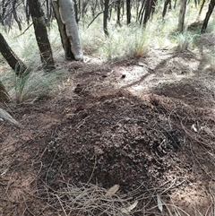 Nasutitermes exitiosus (Snouted termite, Gluegun termite) at Watson, ACT - 12 Jun 2024 by DonFletcher