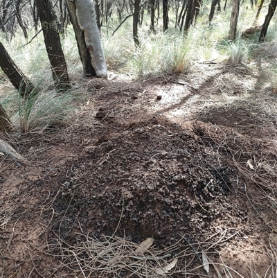 Nasutitermes exitiosus (Snouted termite, Gluegun termite) at Watson, ACT - 12 Jun 2024 by DonFletcher