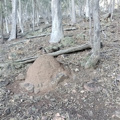 Nasutitermes exitiosus (Snouted termite, Gluegun termite) at Campbell, ACT - 12 Jun 2024 by DonFletcher