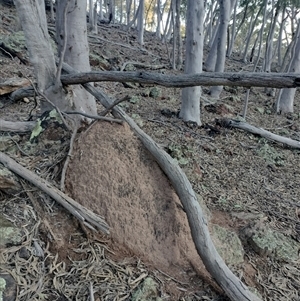 Nasutitermes exitiosus at Campbell, ACT - suppressed