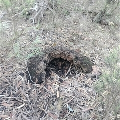 Nasutitermes exitiosus (Snouted termite, Gluegun termite) at Campbell, ACT - 12 Jun 2024 by DonFletcher