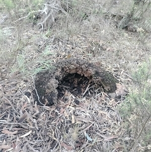 Nasutitermes exitiosus at Campbell, ACT - suppressed