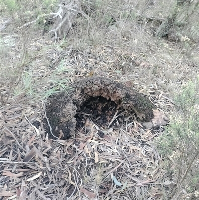 Nasutitermes exitiosus (Snouted termite, Gluegun termite) at Campbell, ACT - 12 Jun 2024 by DonFletcher