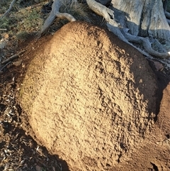 Nasutitermes exitiosus (Snouted termite, Gluegun termite) at Watson, ACT - 12 Jun 2024 by DonFletcher