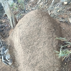 Nasutitermes exitiosus (Snouted termite, Gluegun termite) at Watson, ACT - 12 Jun 2024 by DonFletcher