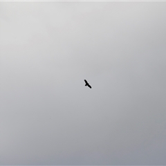 Aquila audax (Wedge-tailed Eagle) at Rendezvous Creek, ACT - 15 Nov 2024 by JimL